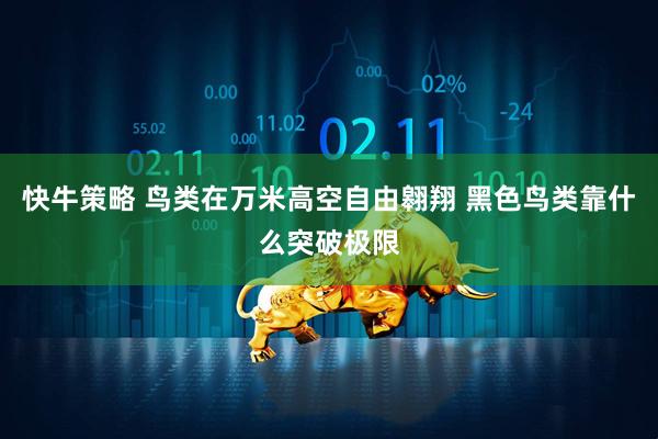 快牛策略 鸟类在万米高空自由翱翔 黑色鸟类靠什么突破极限